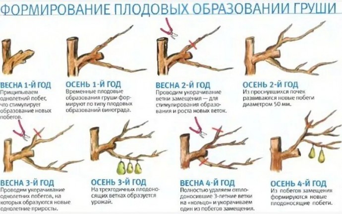 Обрезаю грушу так, и получаю с нее до 70 кг отборных плодов Обрезаю грушу так, и получаю с нее до 70 кг отборных плодов