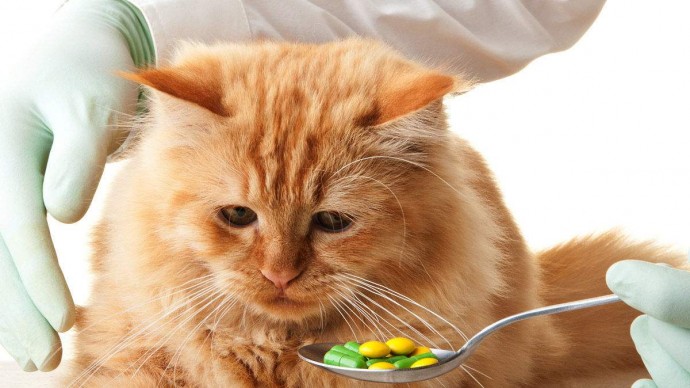 ​Устойчивость к антибиотикам у кошек: почему она формируется и как ее не допустить
