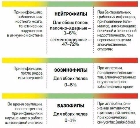 Расшифровываем анализы крови