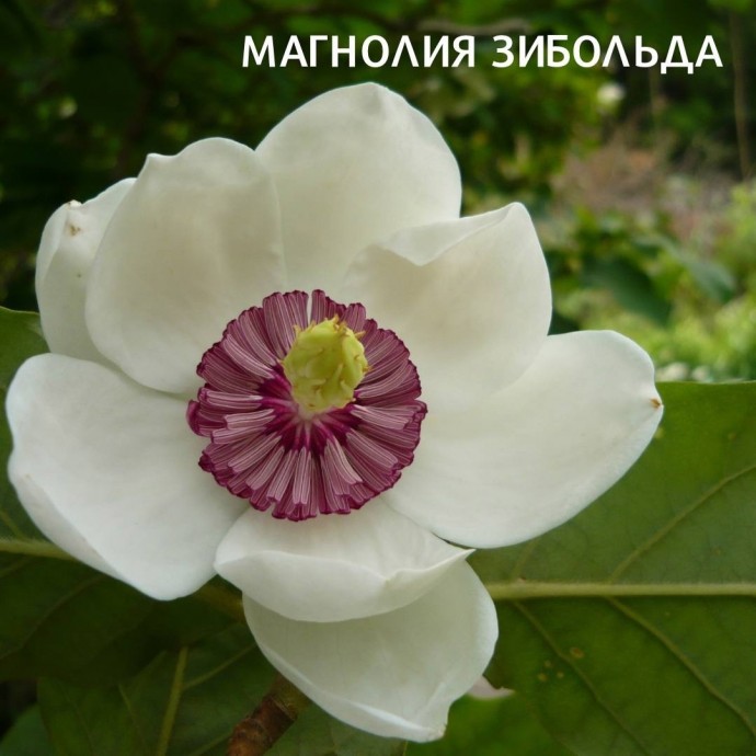 5 сортов магнолии, которые прекрасно растут в средней полосе 5 сортов магнолии, которые прекрасно растут в средней полосе