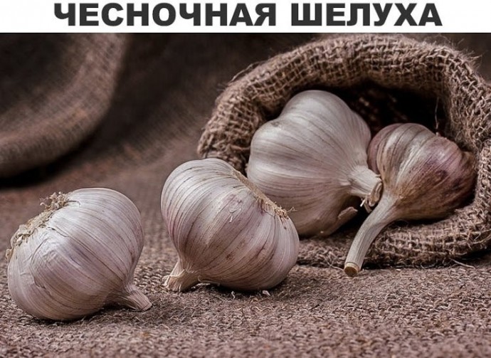 Чесночная шелуха продлевает молодость Чесночная шелуха продлевает молодость