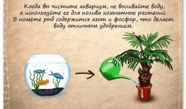 Как почистить аквариум с пользой для комнатных цветов