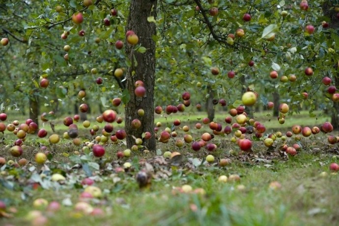 Осыпаются яблоки - подкормите дерево