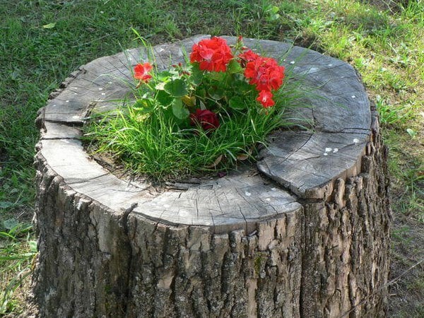 Как использовать пни Как использовать пни