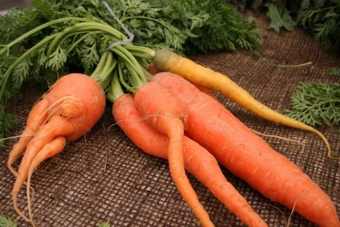 ​Как не вырастить рогатую морковку