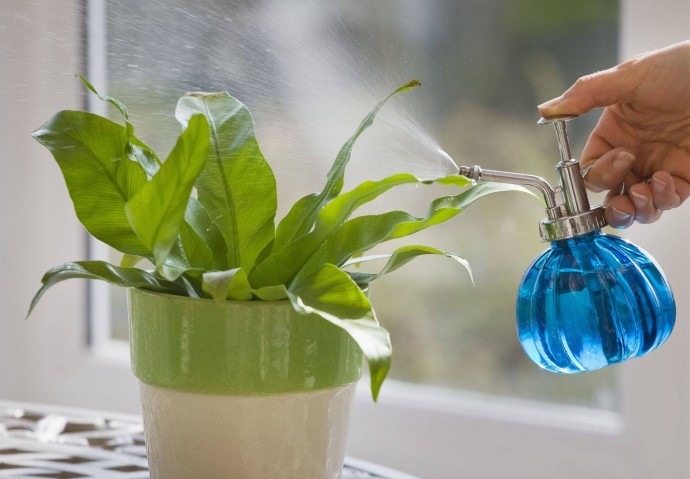 3 причины, по которым комнатные растения нельзя поливать водой из-под крана