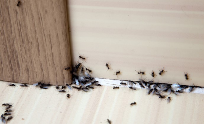 Разбрызгайте по дому это самодельное средство: вмиг избавит от муравьев не хуже яда