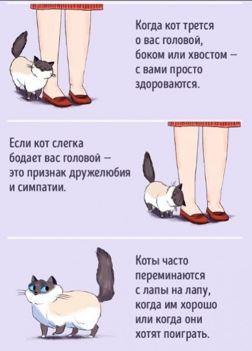 ​Язык котов