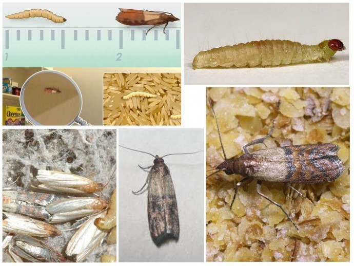 ​Как защитить продукты от пищевой моли полгода