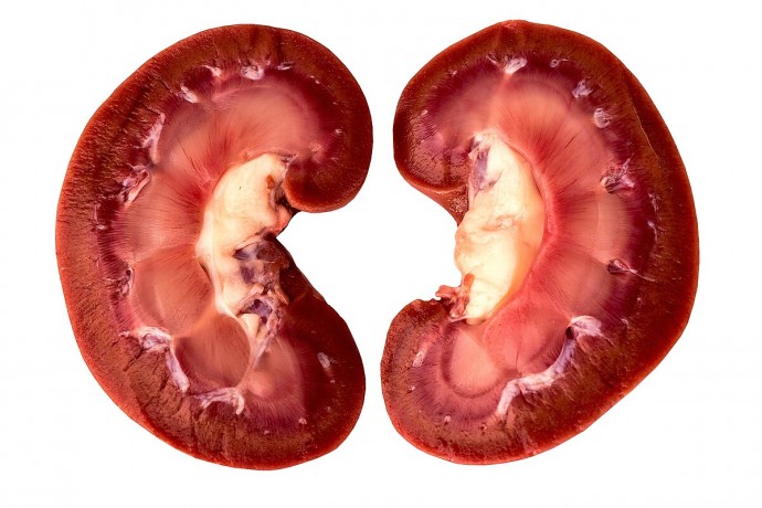 Профилактические рецепты для очищения почек Профилактические рецепты для очищения почек