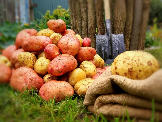 Секретные технологии выращивания картошки