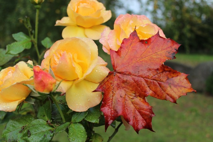 Осенняя подготовка роз