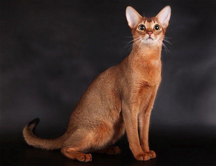 ​Какие 6 пород кошек легко уживаются с собаками