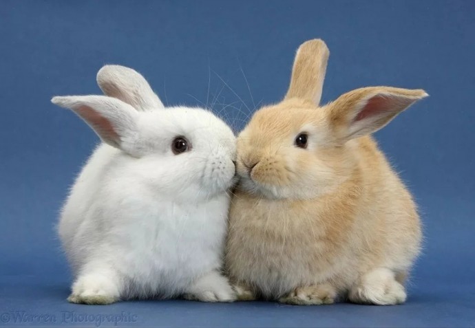 ​Что важно знать про синдром кролика