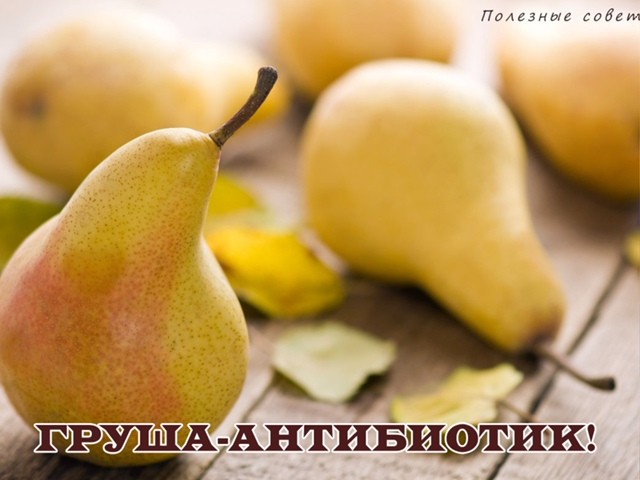 Груша как антибиотик Груша как антибиотик