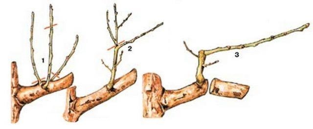 ​Как правильно обращаться с волчками на плодовых деревьях