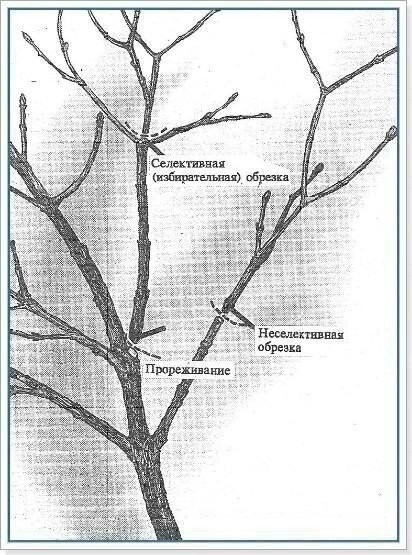 Обрезка плодовых деревьев Обрезка плодовых деревьев
