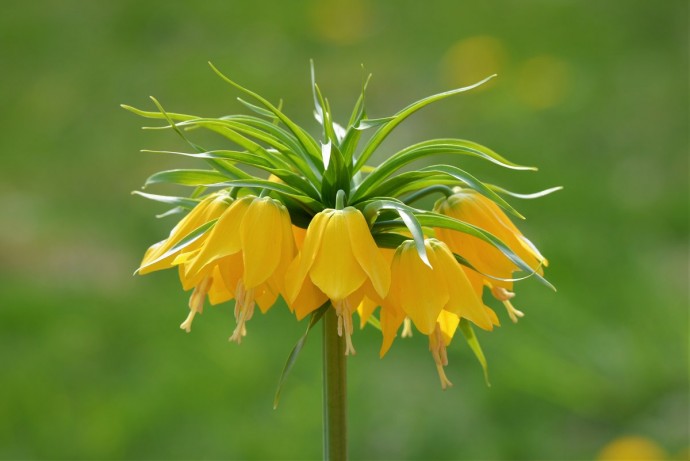 Почему может не цвести рябчик императорский, одно из самых красивых растений
