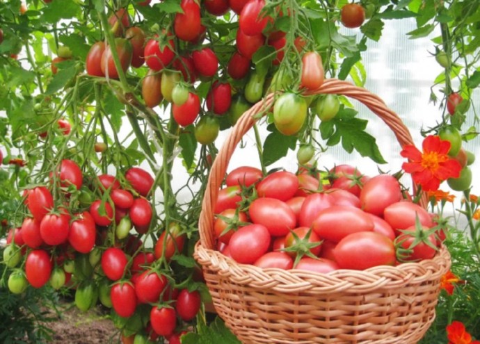 Правила хранения продуктов Правила хранения продуктов