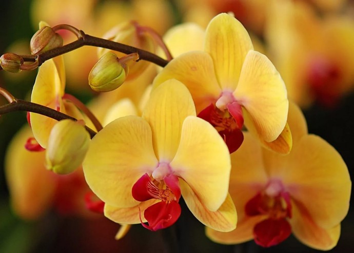 ​Секреты ухода за требовательной орхидеей