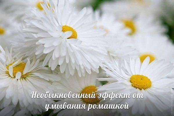 Почему стоит умываться ромашкой Почему стоит умываться ромашкой