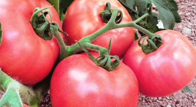 ​Надежные и проверенные сорта томатов, устойчивых к кладоспориозу или бурой пятнистости