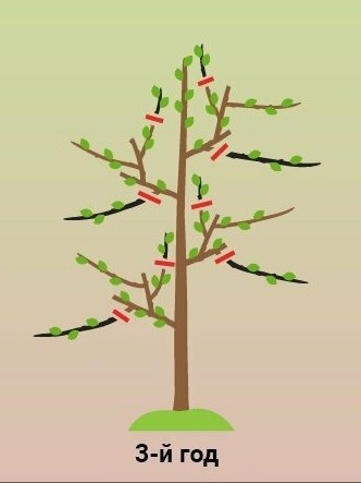 ​Обрезка колоновидной яблони - залог будущего урожая