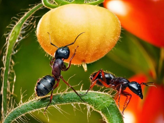 ​Старинный способ, чтобы извести надоедливых муравьев на участке