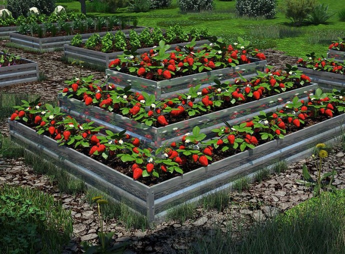 ​Стратегия умной грядки для клубники