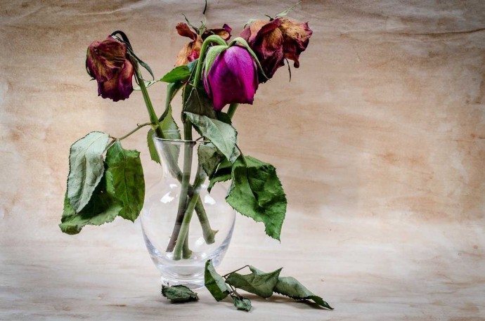 Как оживить розы, которые завяли в вазе
