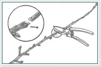 Обрезка плодовых деревьев Обрезка плодовых деревьев