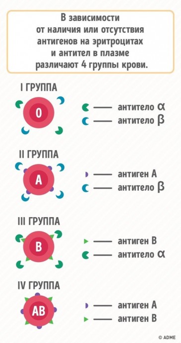 Почему нужно знать группу крови всех членов семьи