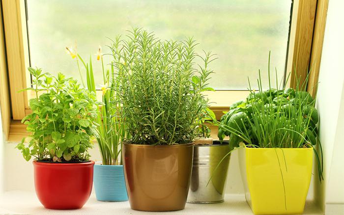 8 полезных трав, которые можно вырастить дома