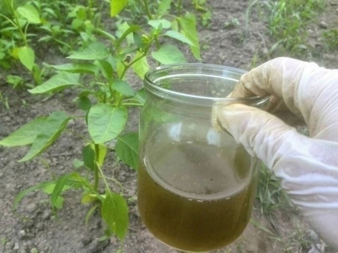 Подкормка для перца Подкормка для перца