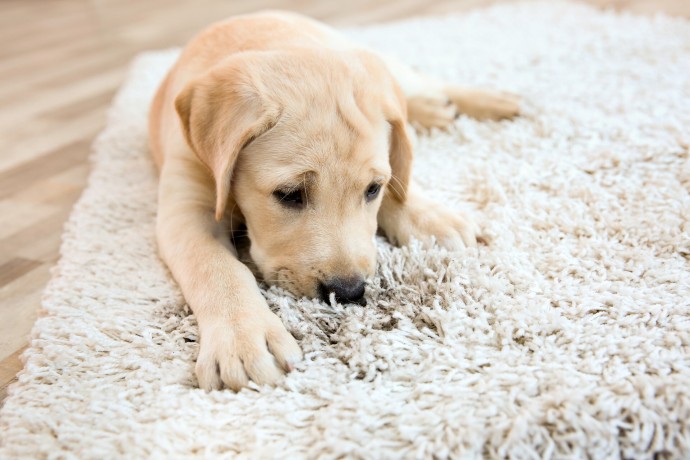 4 полезных подсказки по уборке ковра на полу для владельцев домашних животных