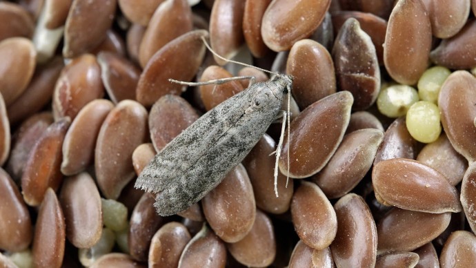 Одно бюджетное средство из аптеки избавит от пищевой моли навсегда: доступно каждому Одно бюджетное средство из аптеки избавит от пищевой моли навсегда: доступно каждому