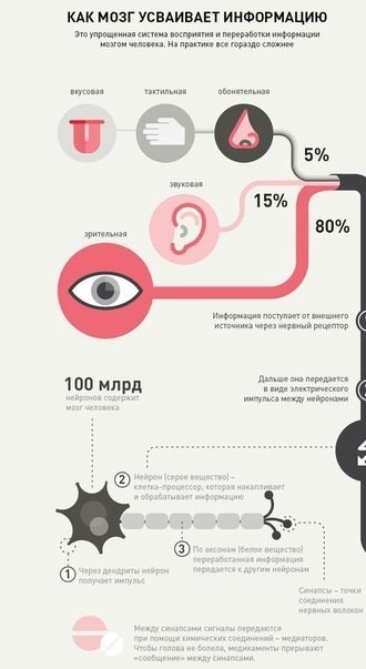 ​Что нужно знать о том, как мозг усваивает и запоминает информацию