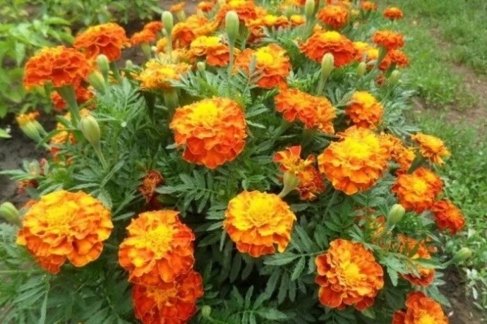 ​Закапывание бархатцев в грядки осенью: простой и эффективный агроприём