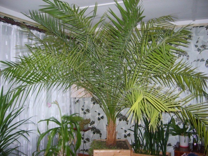 Как вырастить роскошную финиковую пальму из косточки