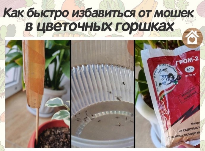 Как быстро избавиться от мошек в цветочных горшках без вреда для растений Как быстро избавиться от мошек в цветочных горшках без вреда для растений