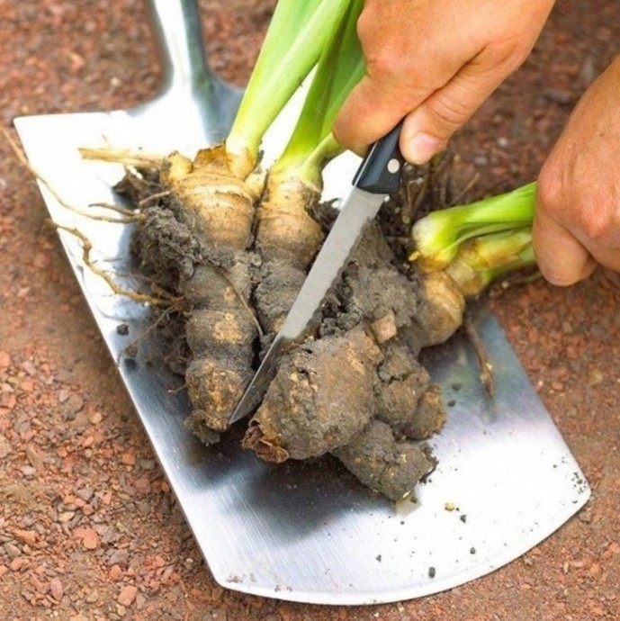 Сажаем ирисы правильно Сажаем ирисы правильно