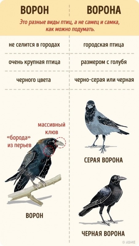 ​Как перестать путаться в 10 простейших вещах