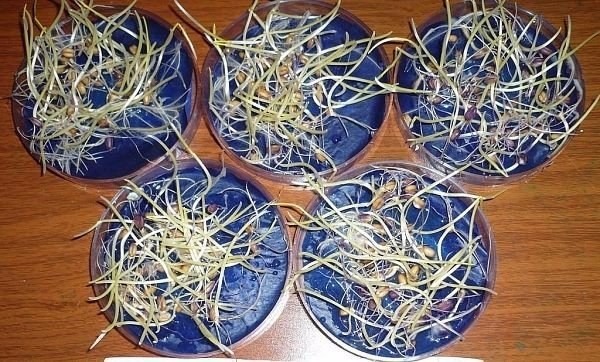 Водка для быстрого прорастания семян Водка для быстрого прорастания семян