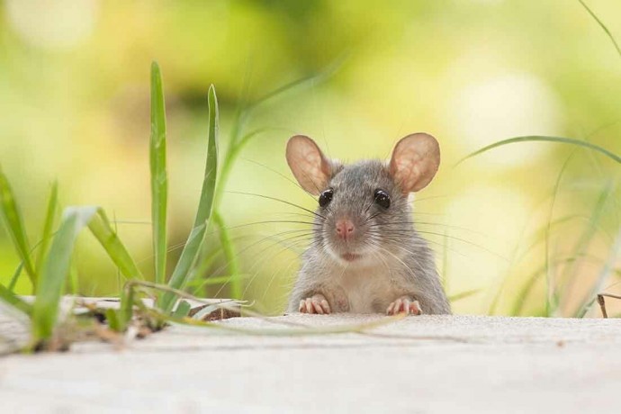 Что делать, если под полом завелись мыши и не уходят