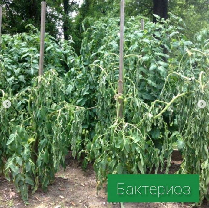 Болезни томатов Болезни томатов
