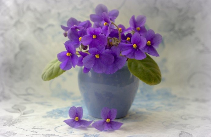 Три органические подкормки для фиалок, которые подарят вашим цветам яркость и пышность Три органические подкормки для фиалок, которые подарят вашим цветам яркость и пышность