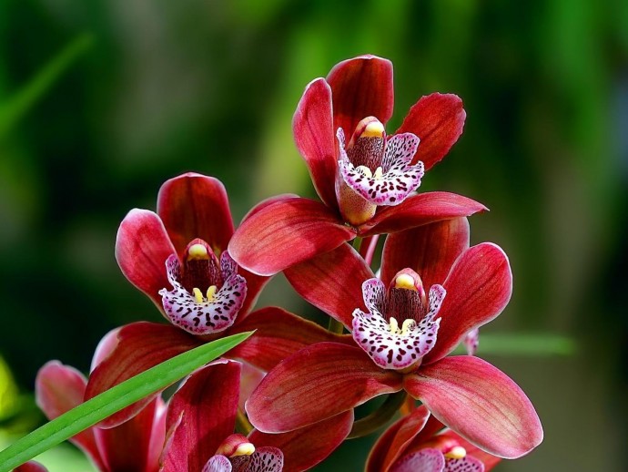 ​Секреты ухода за орхидеями