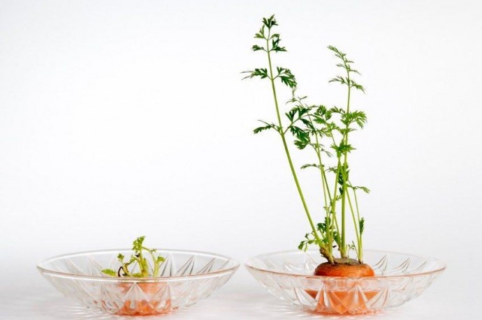 ​Цветы и овощи, которые легко вырастить в стакане воды