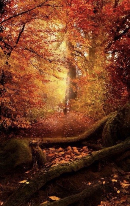 Как обмануть автоматику смартфона для волшебных снимков Как обмануть автоматику смартфона для волшебных снимков