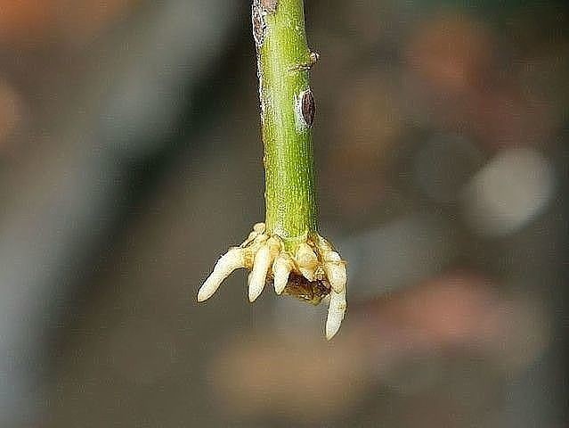 Супер-средство "Тройчатка" для проращивания роз Супер-средство "Тройчатка" для проращивания роз